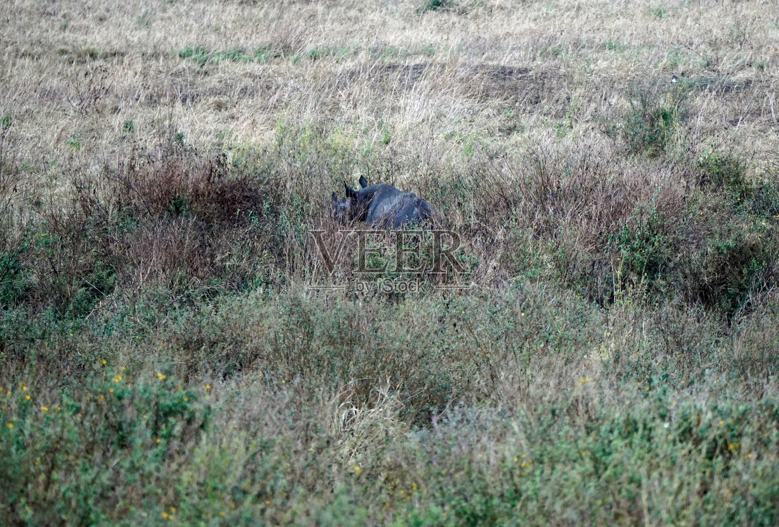 坦桑尼亚野生动物照片摄影图片