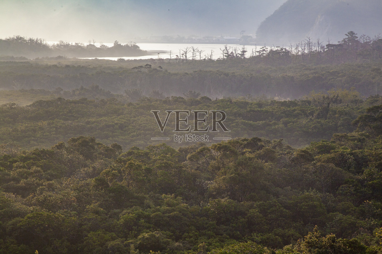 奄美大岛黎明时分的红树林风景照片摄影图片