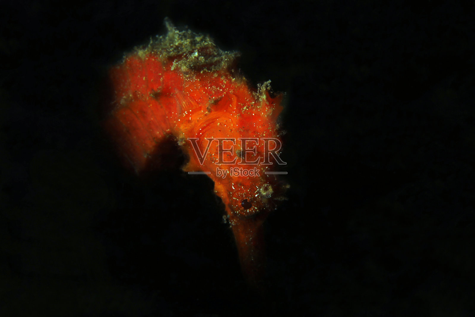 普通海马照片摄影图片