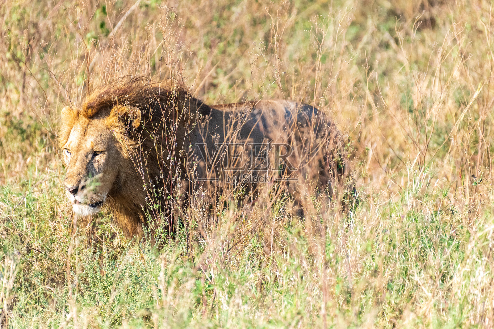 塞伦盖蒂的雄狮照片摄影图片