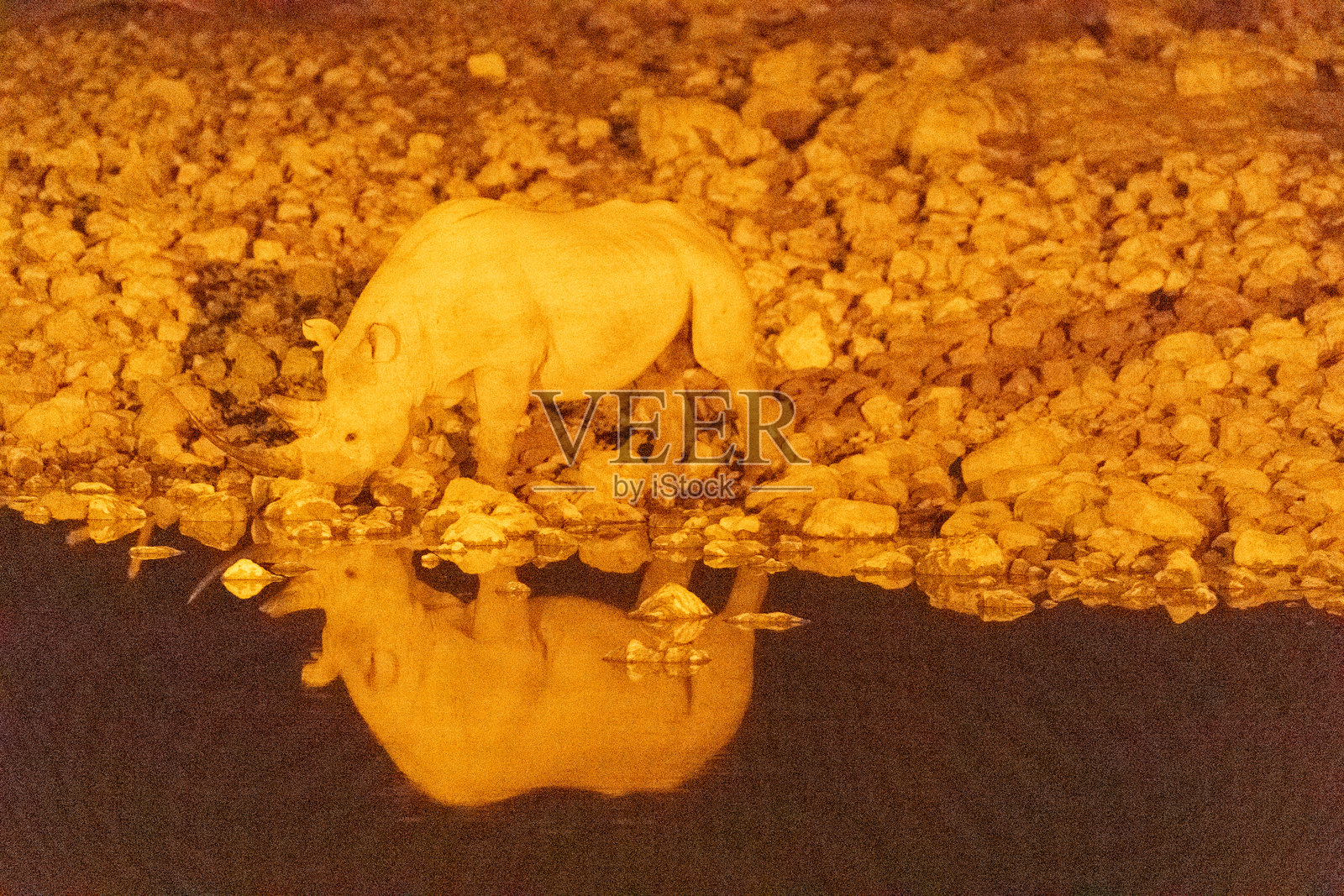 夜间的黑犀牛照片摄影图片