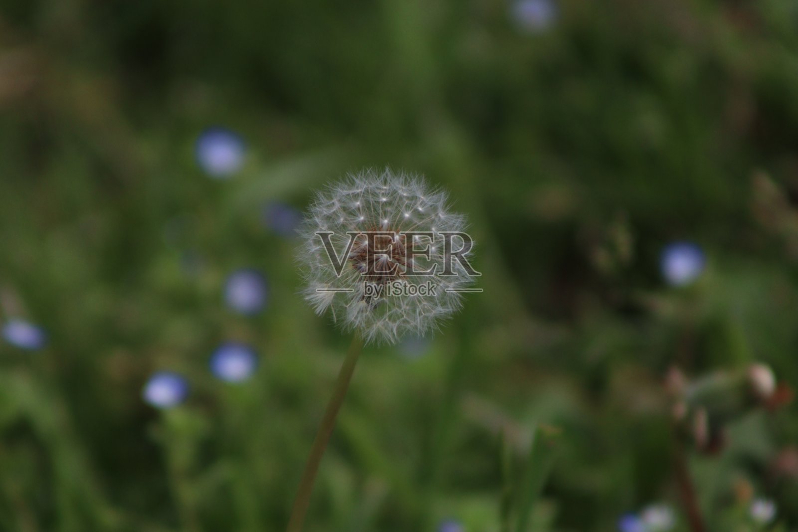 美丽的蒲公英花特写摄影,旅行时在花园中拍摄照片摄影图片