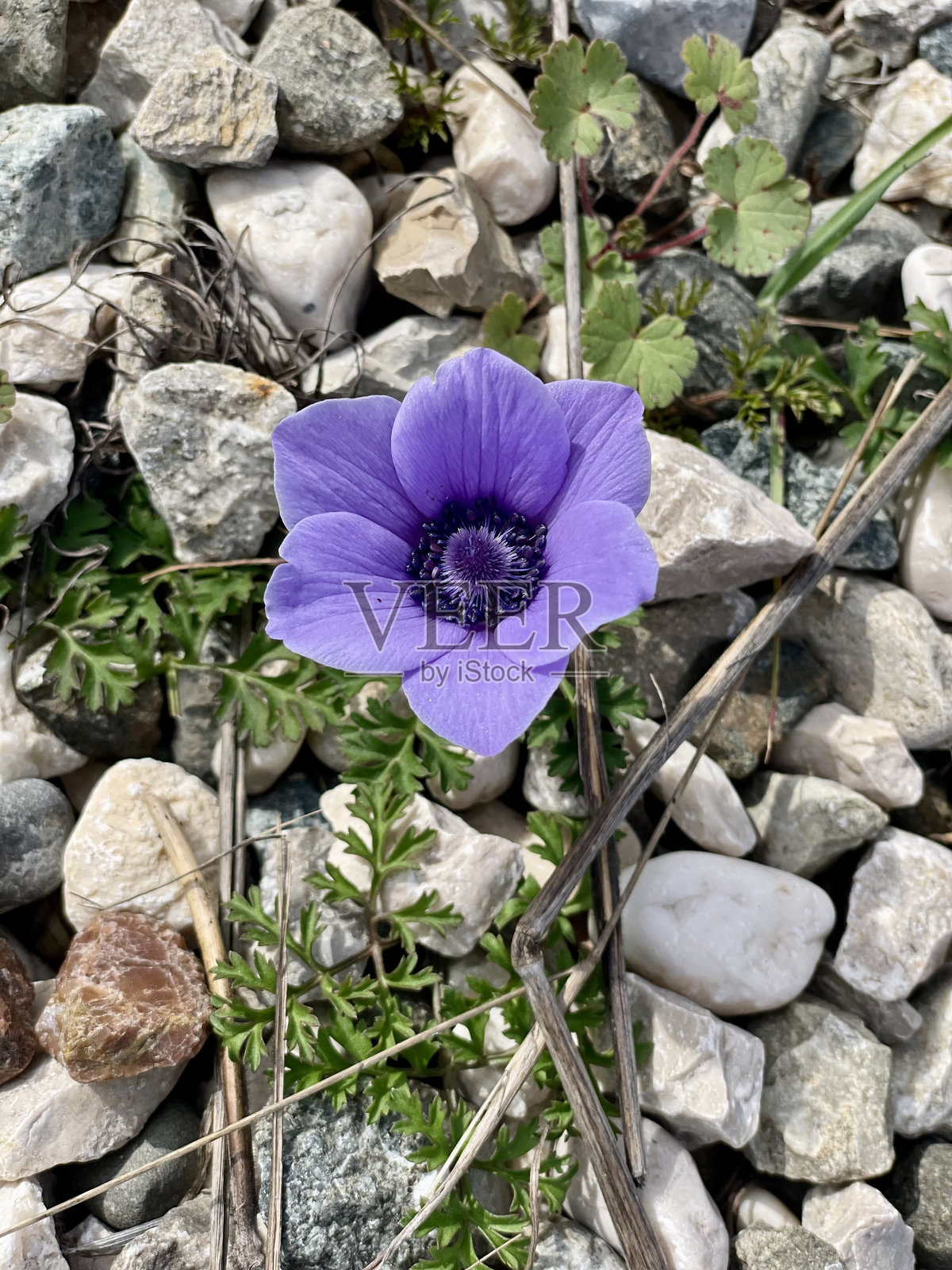 可爱的花朵照片摄影图片