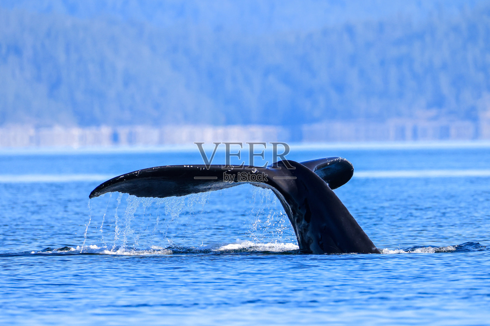 一只潜水座头鲸的尾巴照片摄影图片
