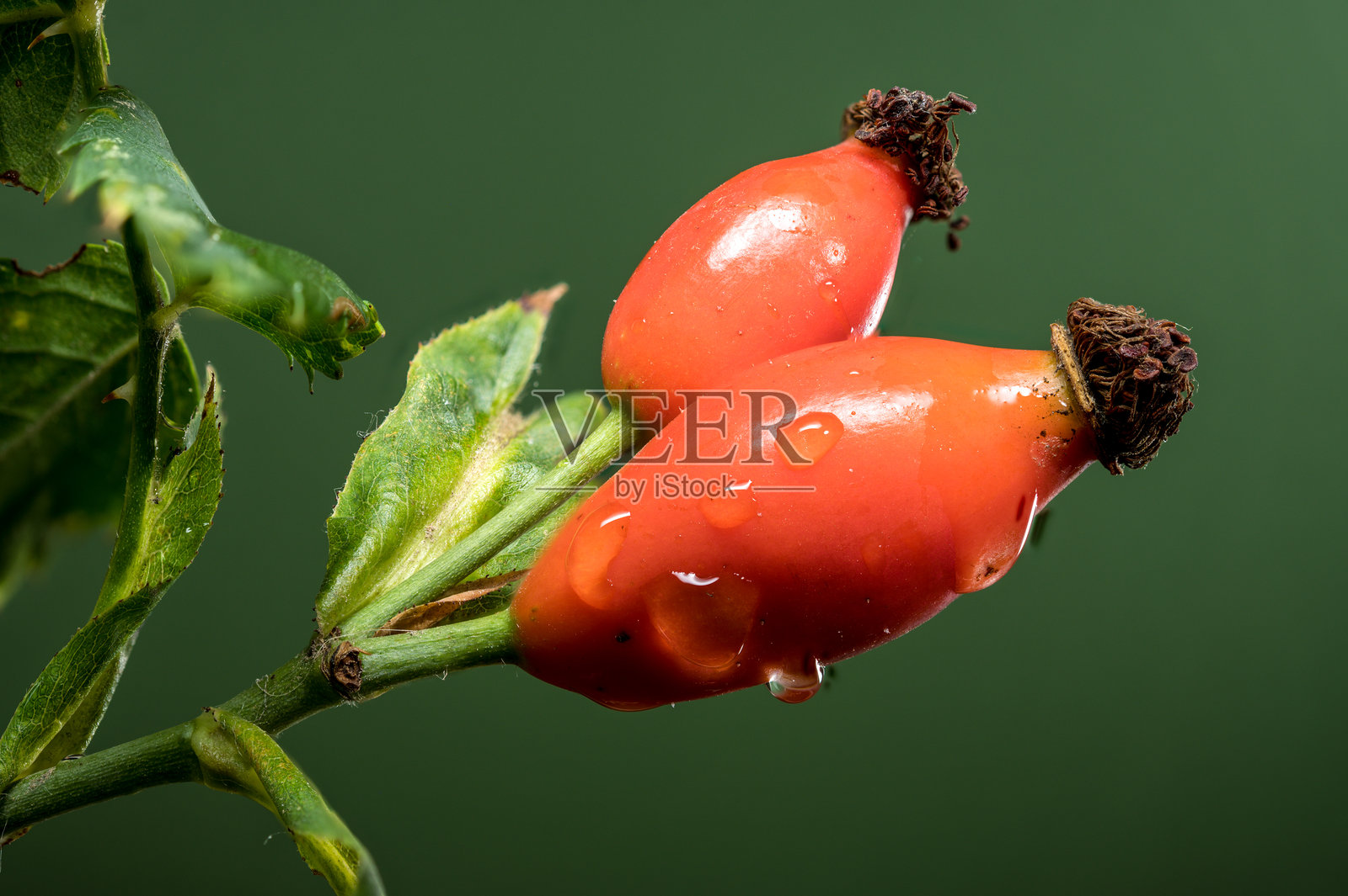 绿色背景上的红色玫瑰果照片摄影图片