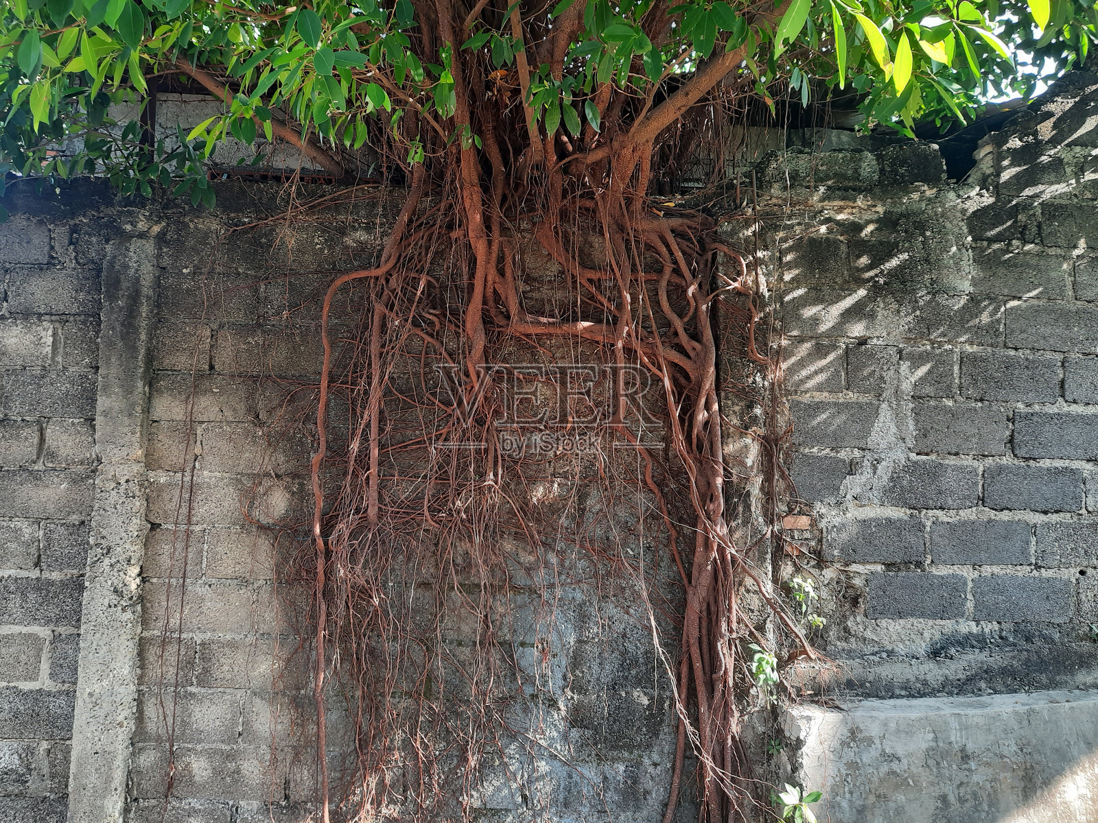植物根系穿过墙壁水泥或围栏的摄影作品照片摄影图片