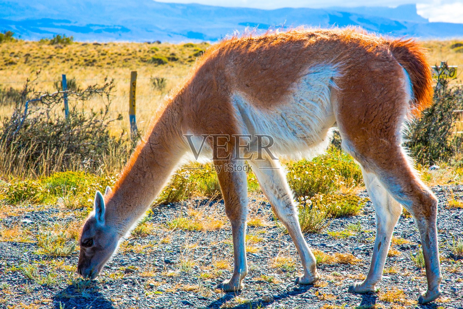 智利的托雷斯德尔潘恩国家公园 - 自然与野生动物照片摄影图片