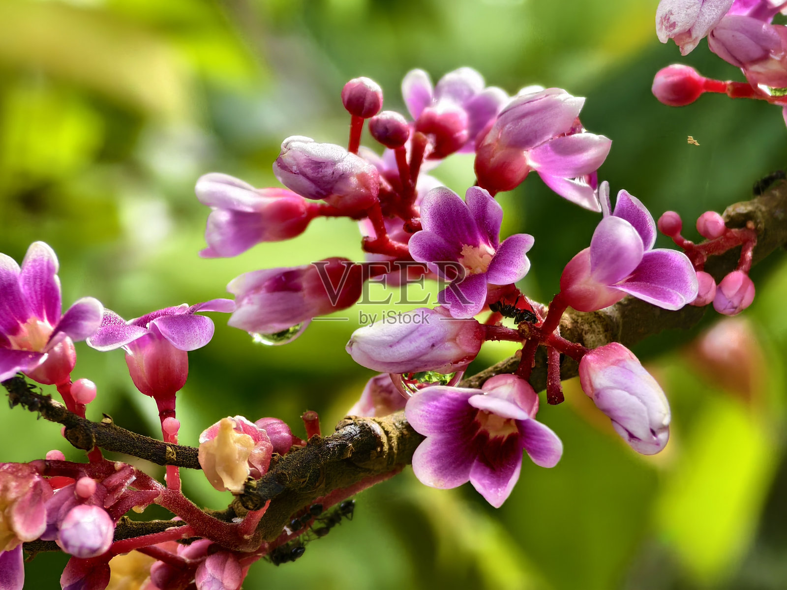 星果花(Averrhoa carambola)与模糊背景照片摄影图片