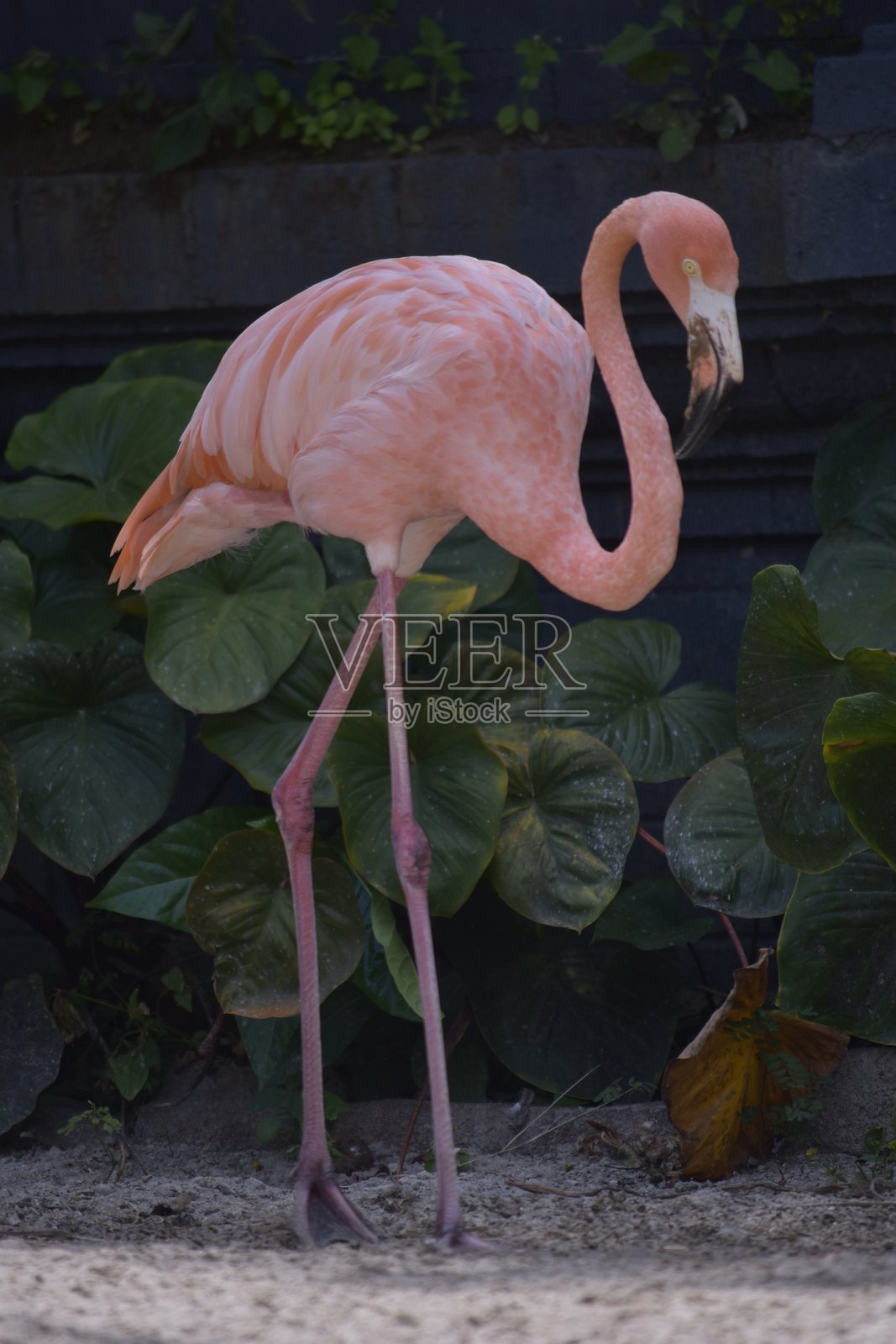 美洲或加勒比火烈鸟(Phoenicopterus ruber)照片摄影图片