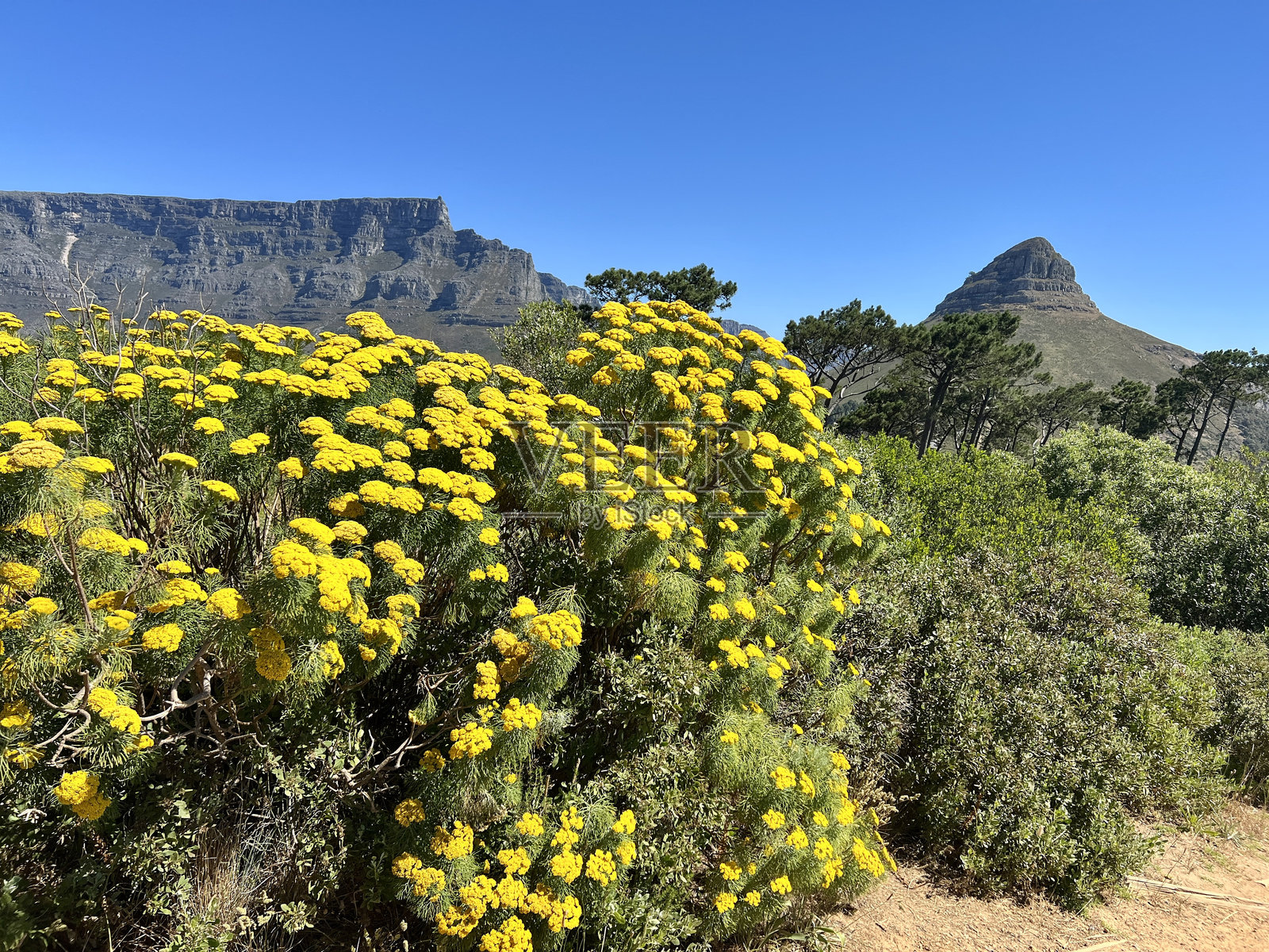 通往南非开普敦狮头山的徒步小径照片摄影图片