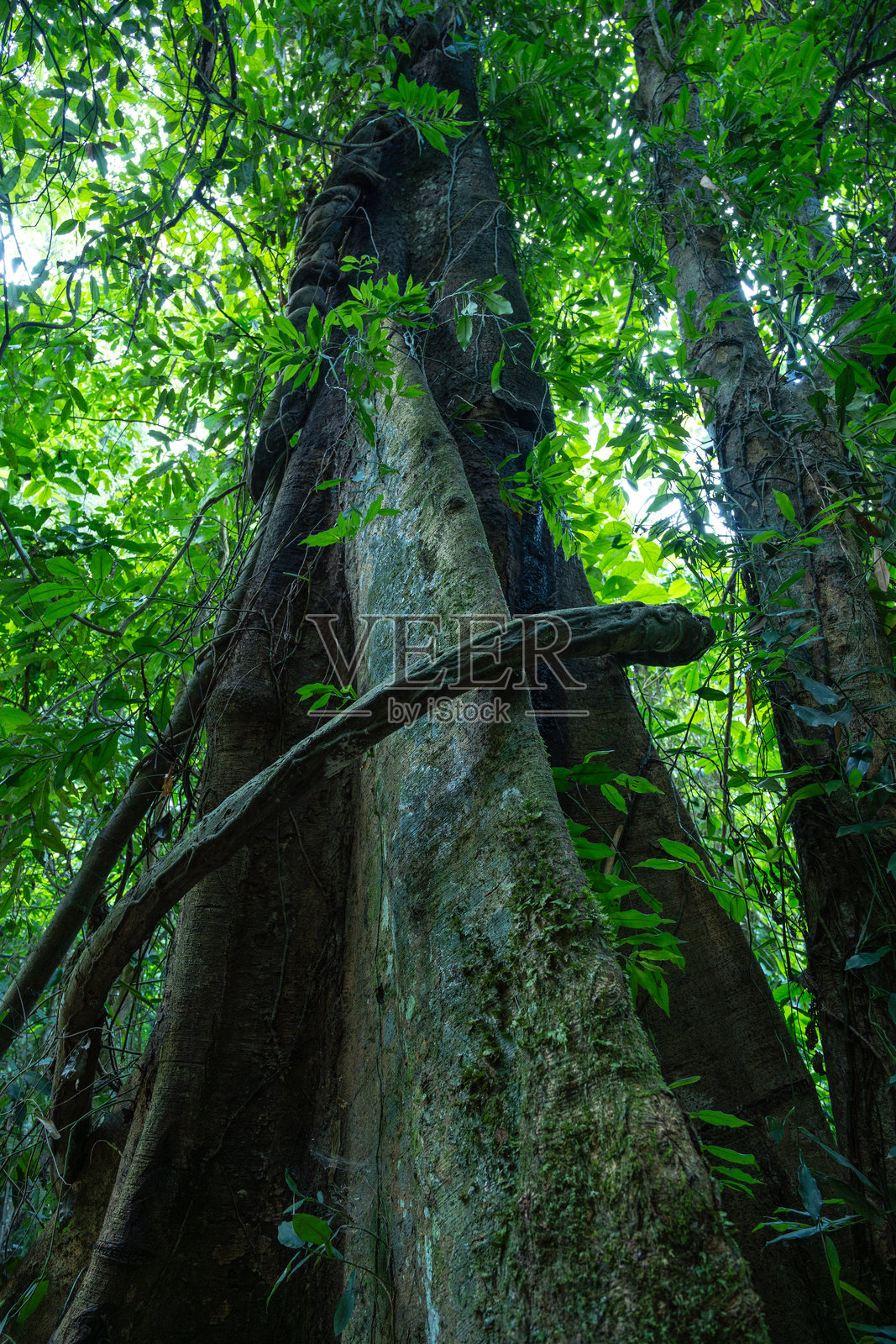 藤蔓缠绕在雨林中的巨树上照片摄影图片