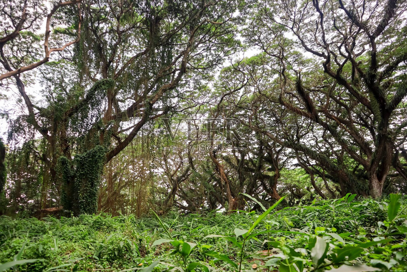 古老而巨大的树照片摄影图片