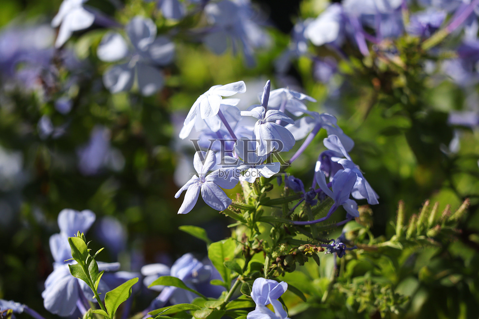 花园中蓝花草(Plumbago auriculata)的特写。照片摄影图片