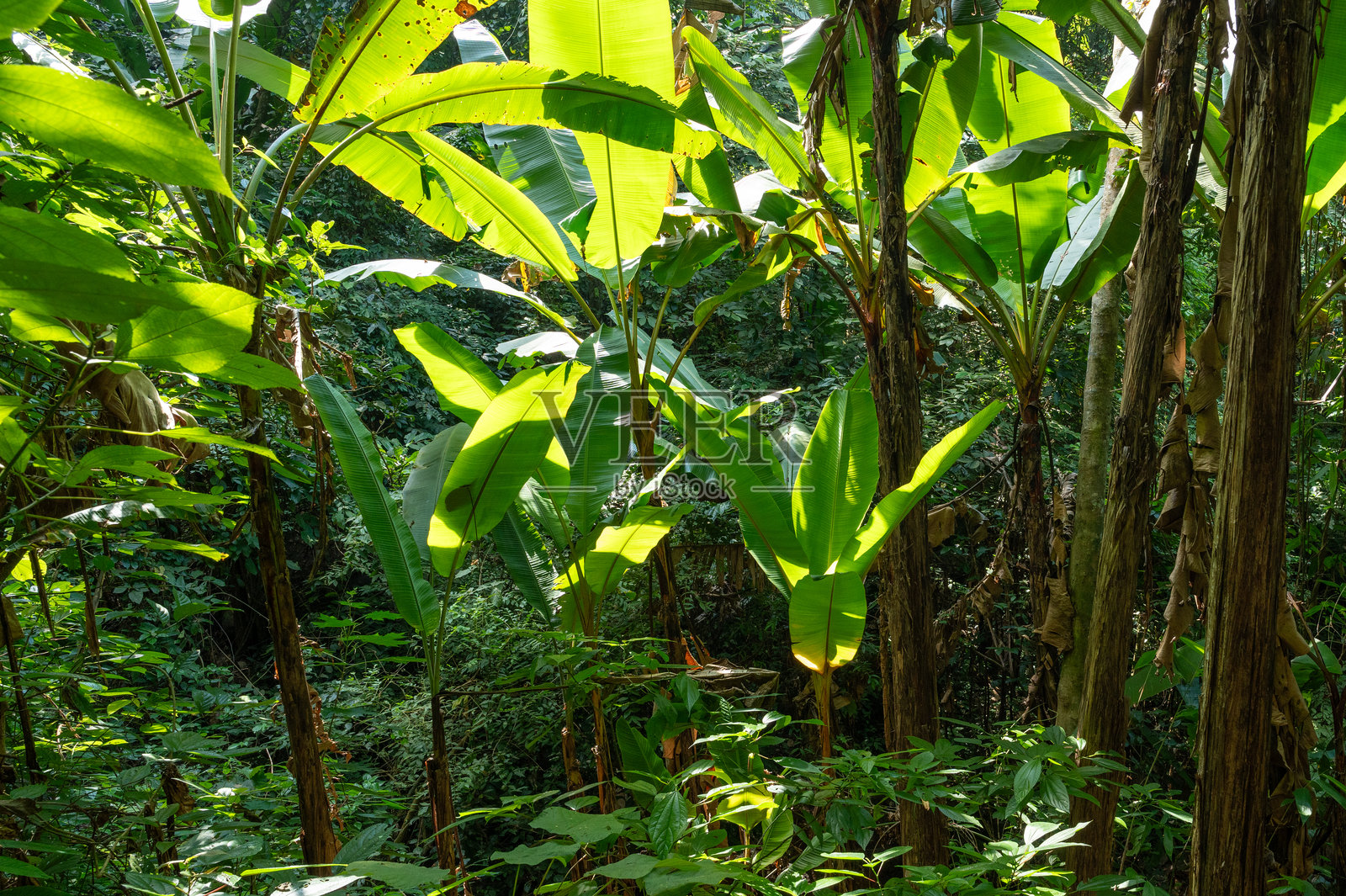 阳光下的香蕉树林照片摄影图片