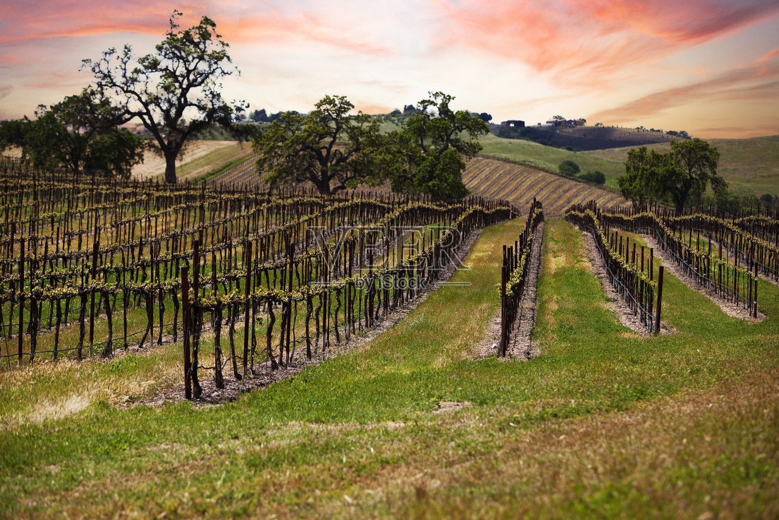 葡萄园照片摄影图片