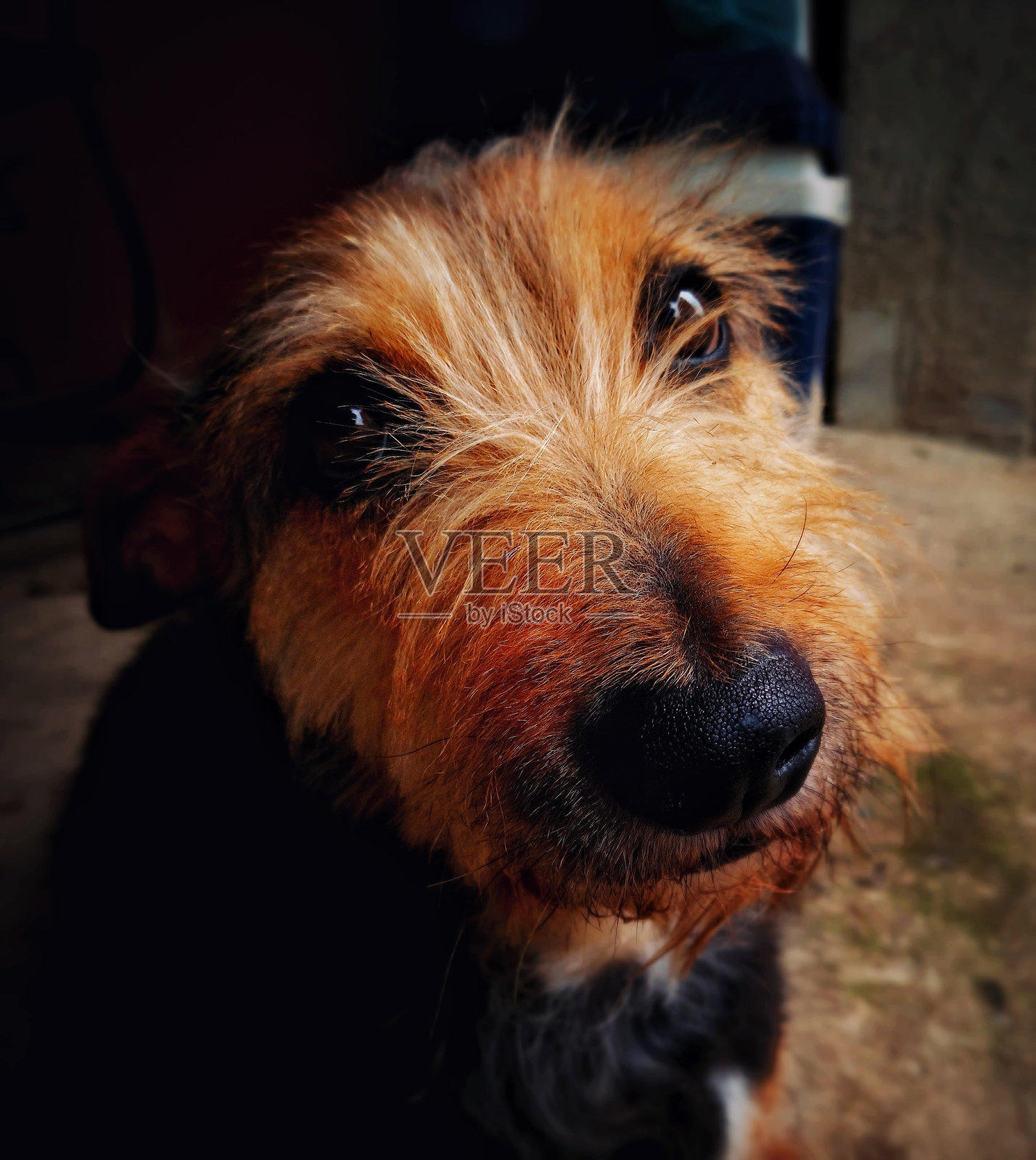 眼中的恳求。照片摄影图片