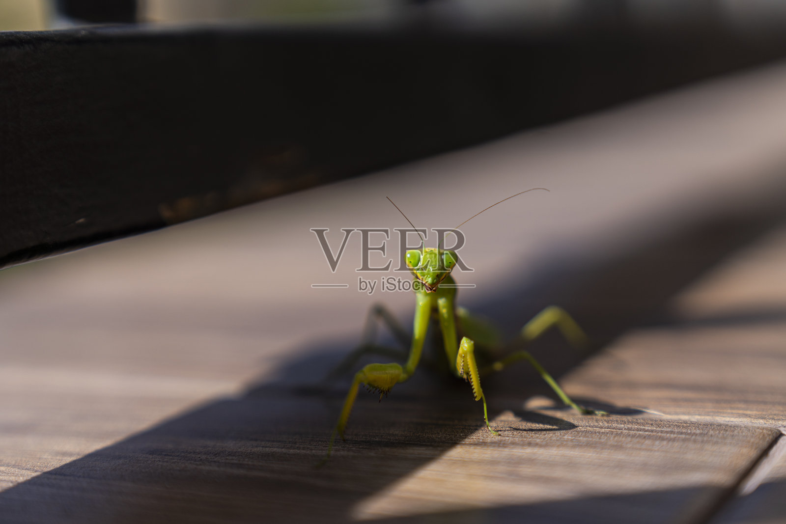 绿色的螳螂照片摄影图片