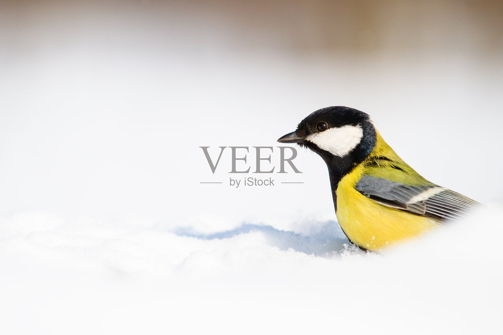 美丽的鸟藏在雪中照片摄影图片
