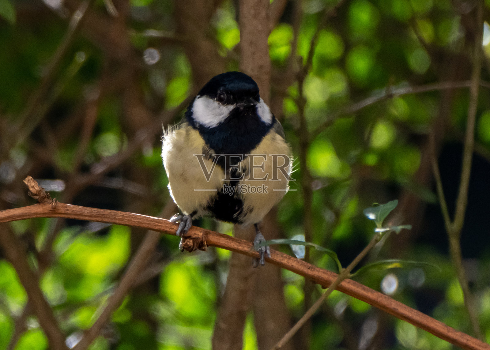 山雀静静地坐着观察——周末的理想活动照片摄影图片