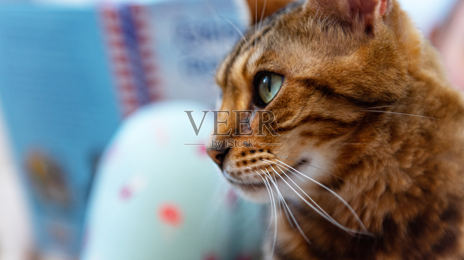 公寓里的一只孟加拉猫肖像照片摄影图片