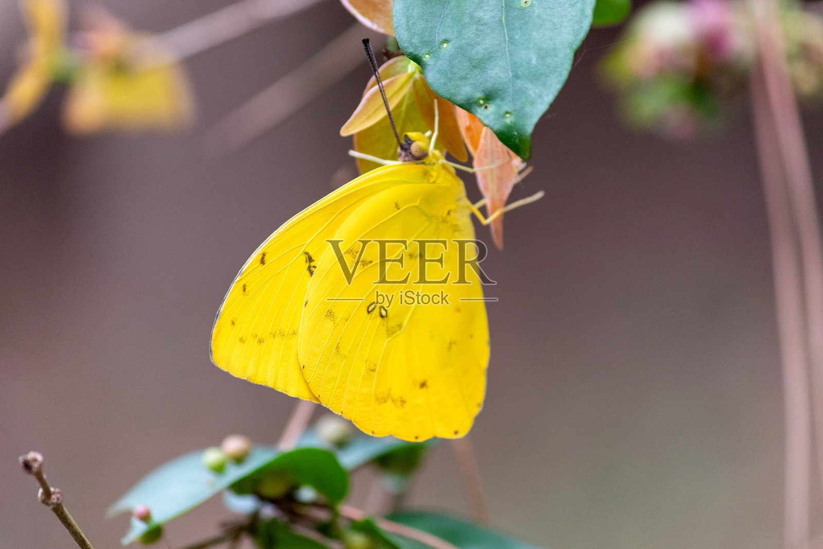 一只美丽的黄色蝴蝶。照片摄影图片