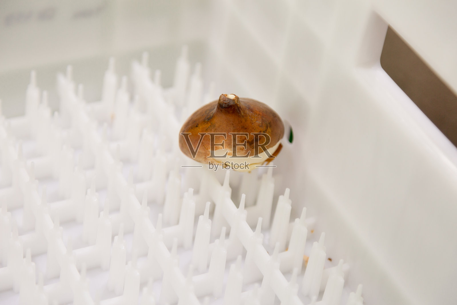 用于工业规模强制郁金香球茎的特殊箱子照片摄影图片