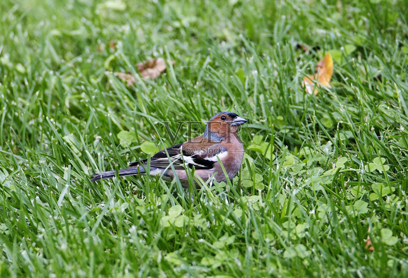 雄性雀鸟(英名:Chaffinch)照片摄影图片