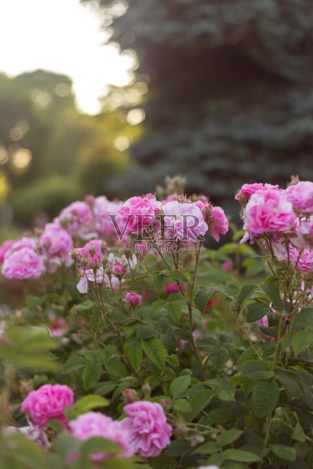 绽放之美:花园中的花朵照片摄影图片