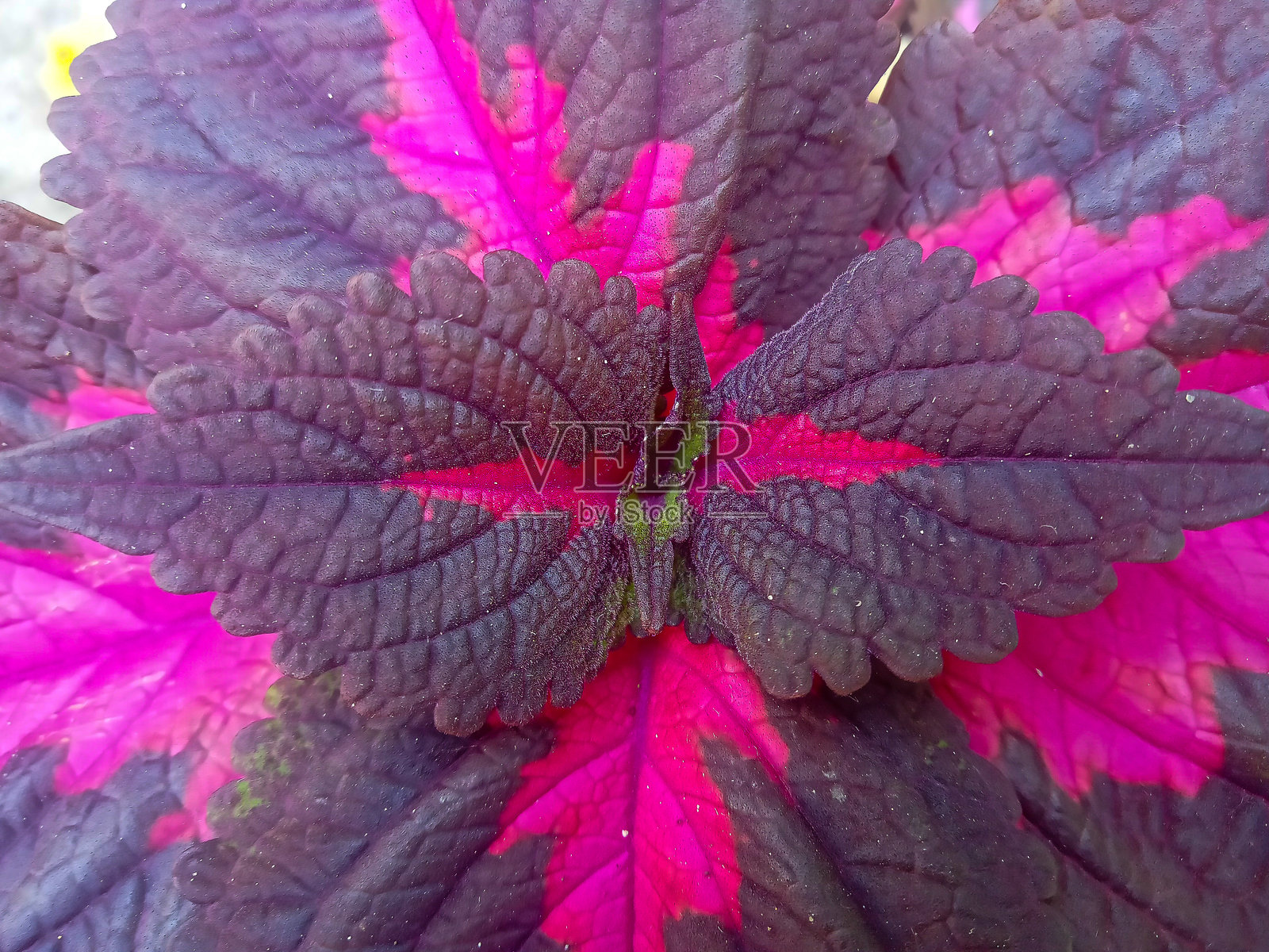 紫色米安娜观赏植物的特写照片照片摄影图片