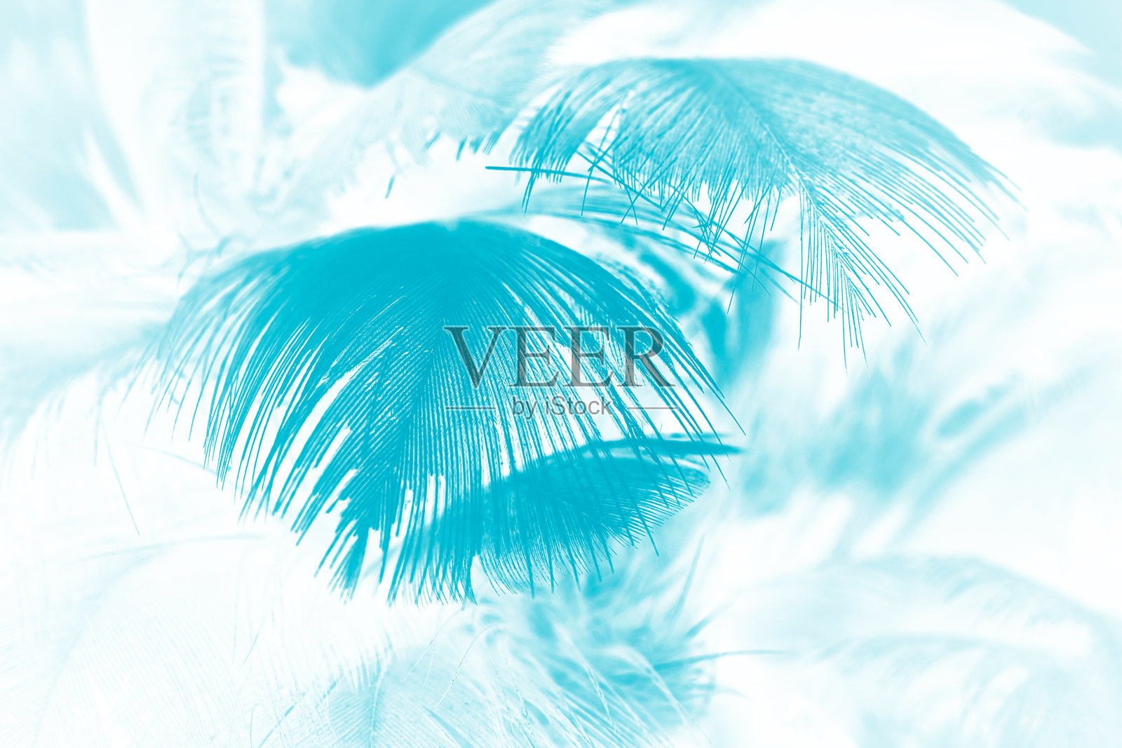 低角度视图的棕榈树与天空相映照片摄影图片