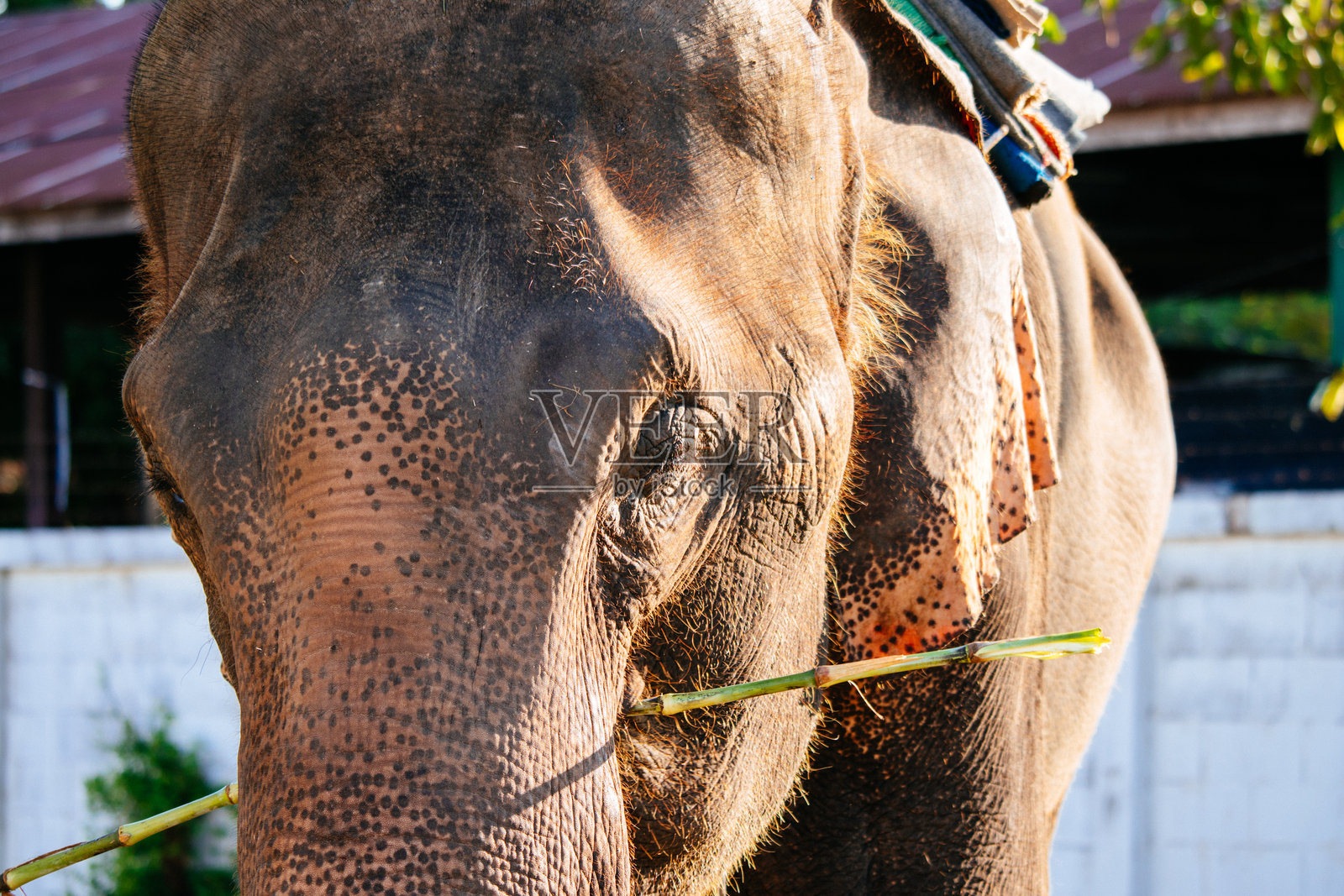老象照片摄影图片