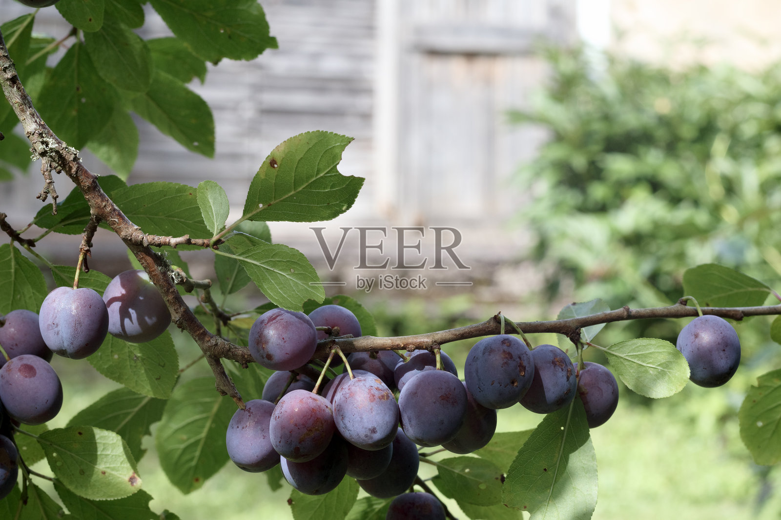 树枝上有蓝色浆果的梅子枝条照片摄影图片