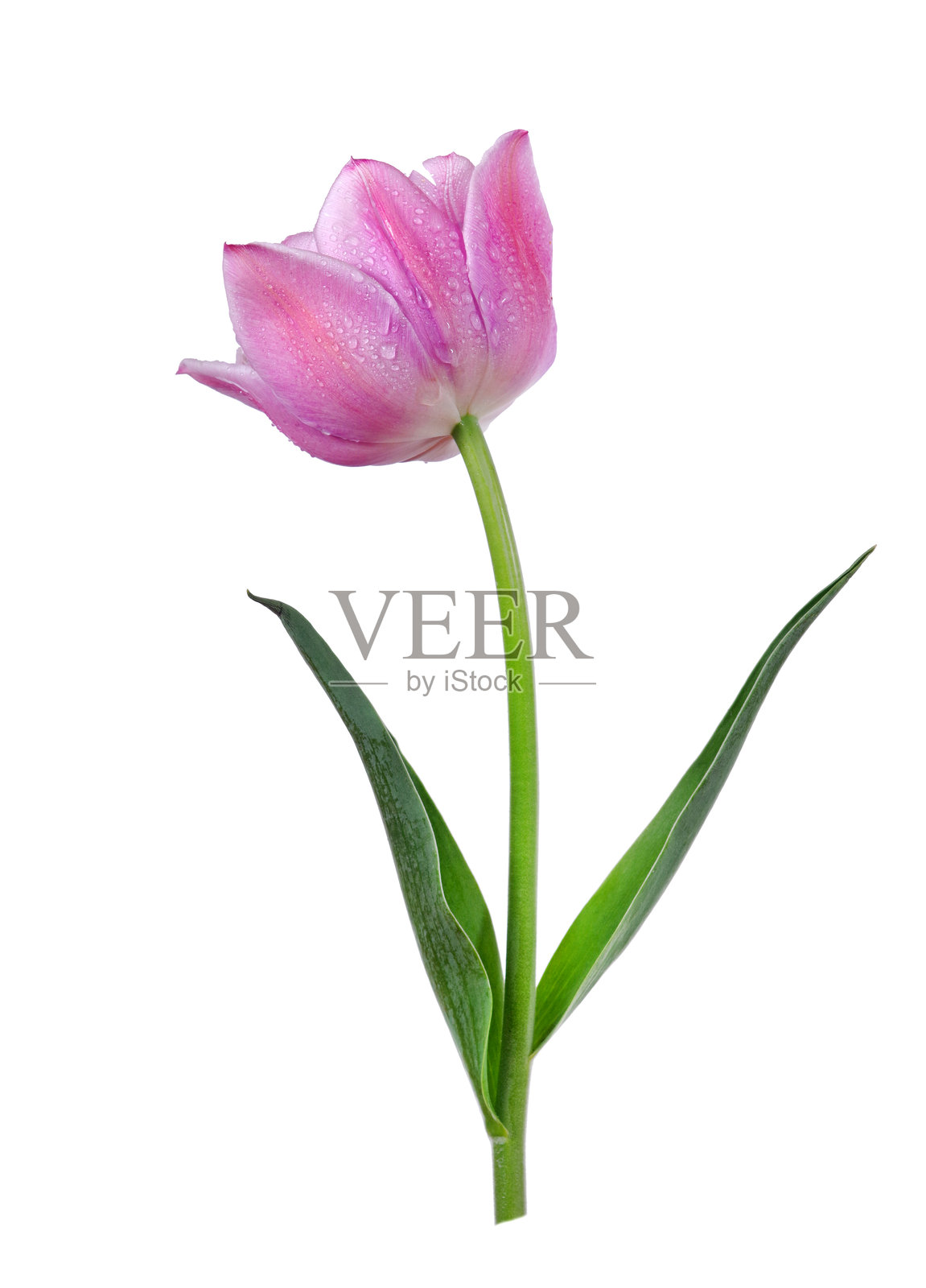 紫色郁金香花朵上沾满水滴,背景为白色照片摄影图片