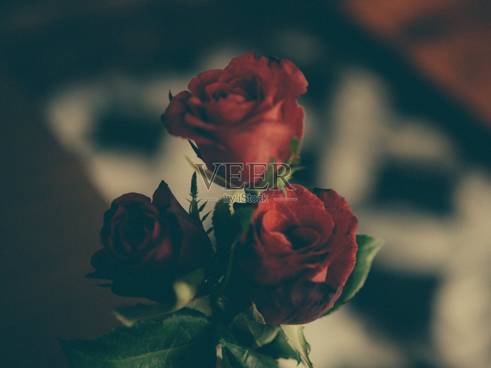 美丽的红玫瑰照片摄影图片