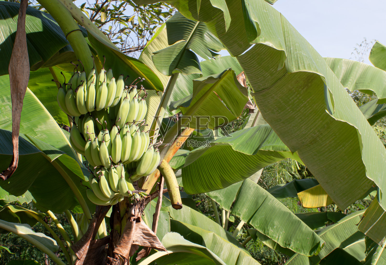 树上的生香蕉。带有绿色叶子的香蕉树。当地的水果和蔬菜。照片摄影图片