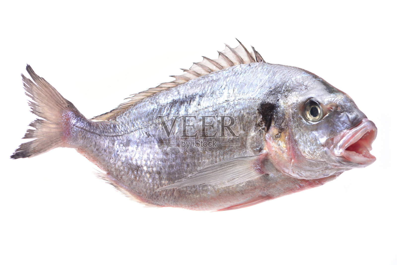 金鲷鱼照片摄影图片