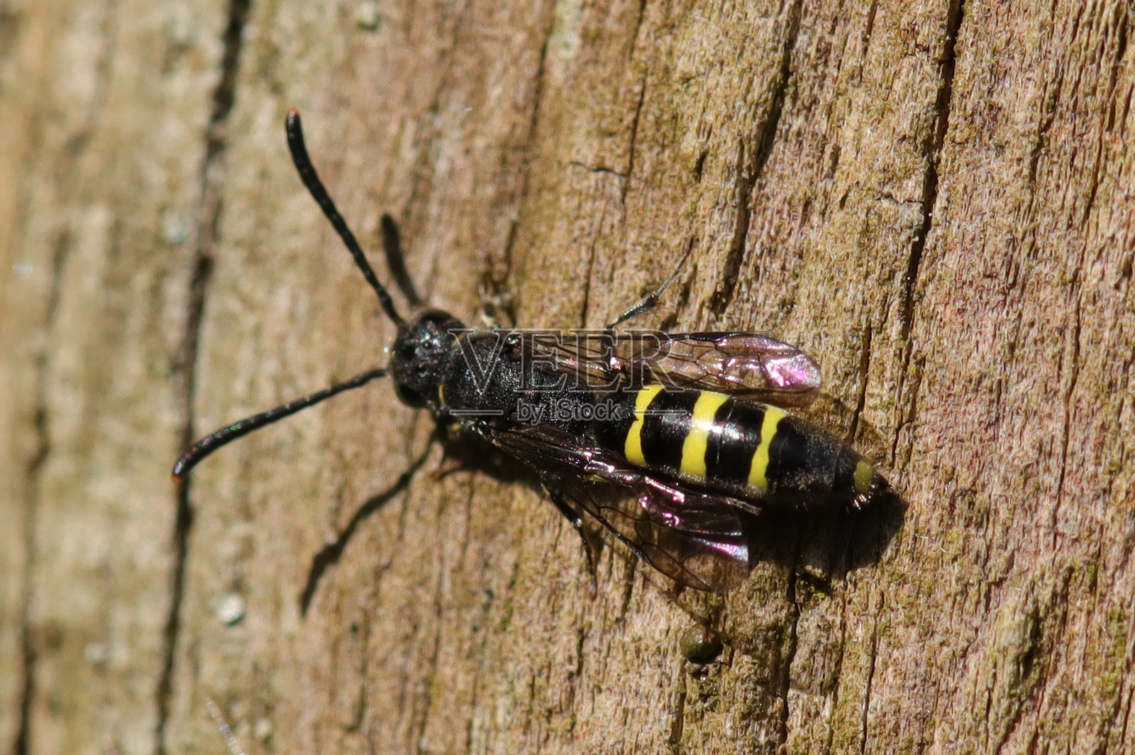 Sapyga clavicornis照片摄影图片