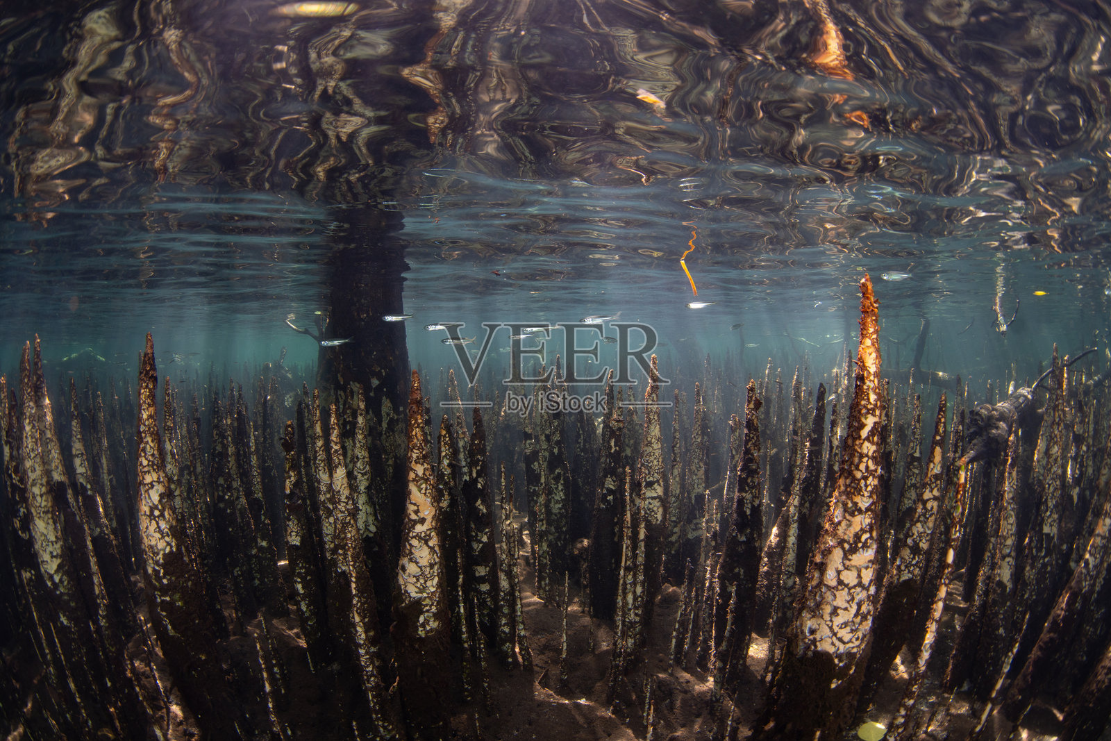 在印度尼西亚生长的刺状红树林根系照片摄影图片