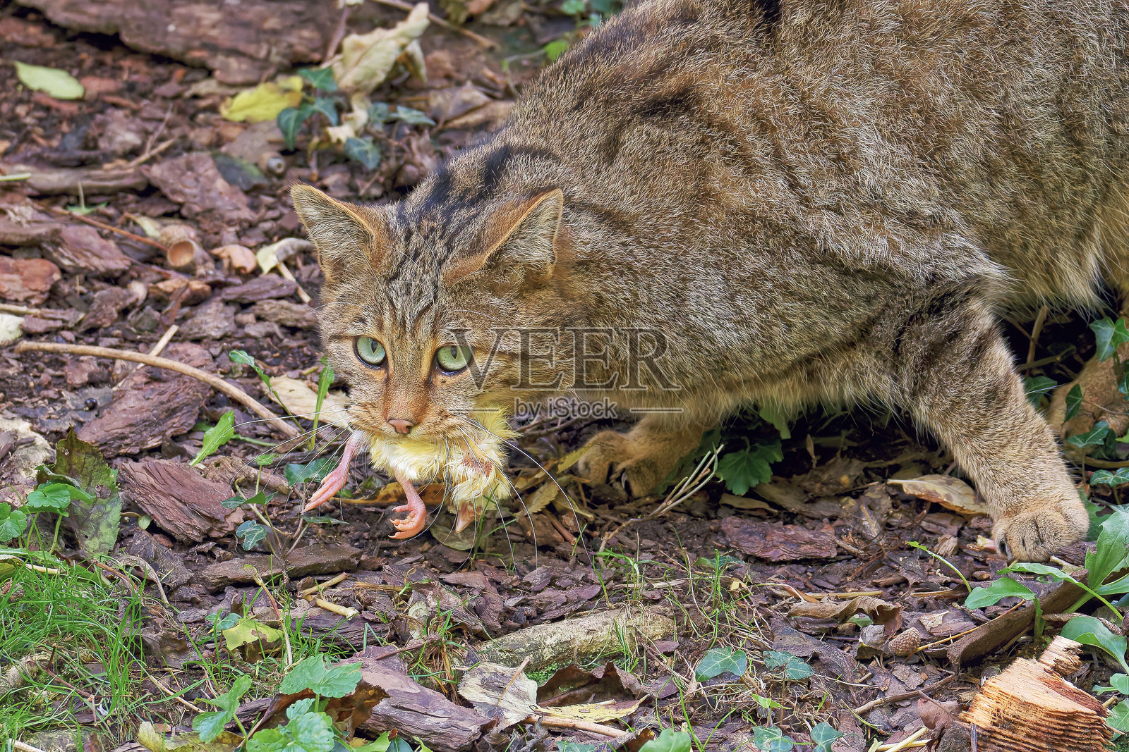 中欧野猫(Felis silvestris silvestris)是野猫的一个亚种。它的嘴里长有锋利的犬齿,适合捕捉和抓住猎物。特写。照片摄影图片