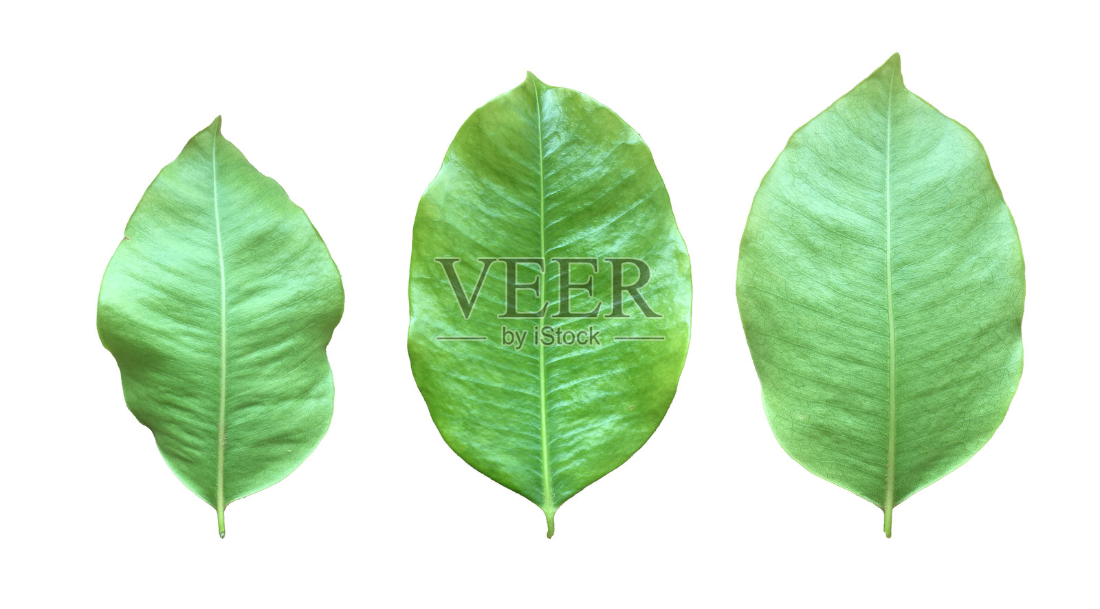 Mimusops elengi, Asian bulletwood, bullet wood, bukal, tanjong tree, medlar or Spanish cherry leaf照片摄影图片