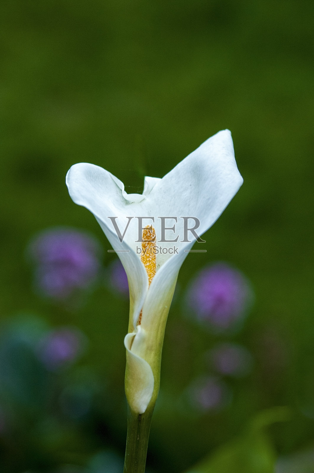 White Calla Lily Blossom照片摄影图片