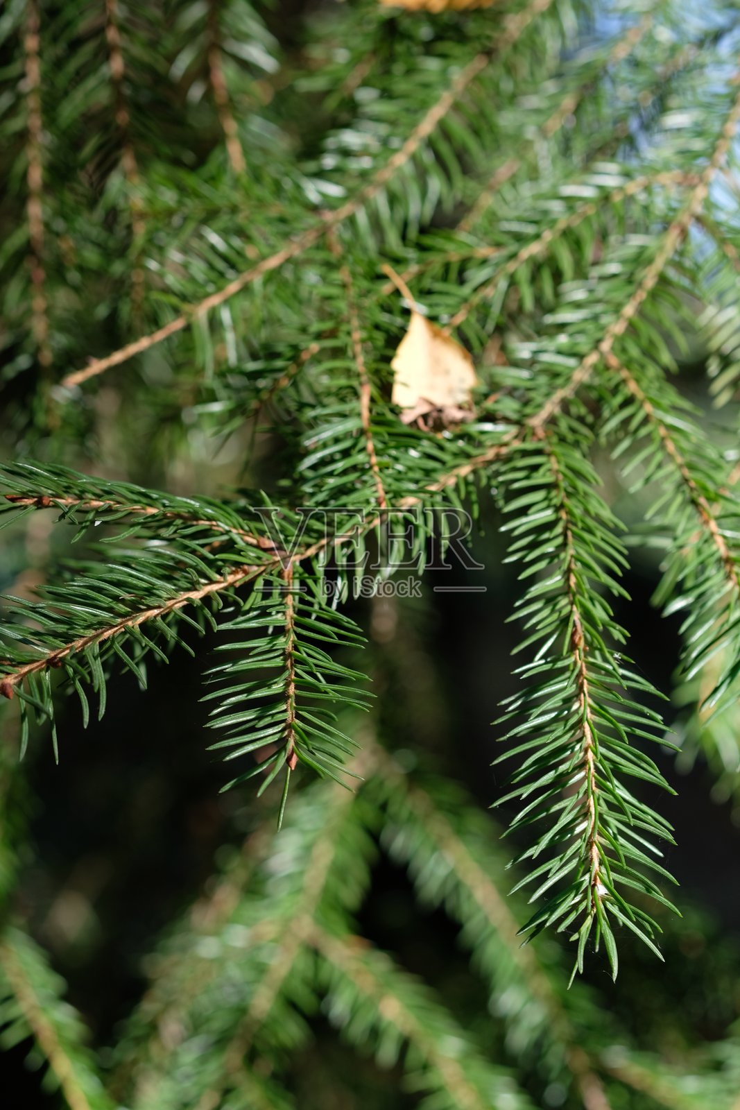 Close-up of green pine tree branches照片摄影图片