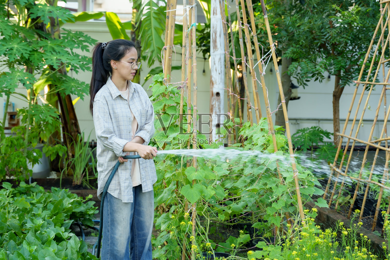 亚洲女性在有机花园中用水管浇灌植物,周围环绕着绿色植物。致力于可持续园艺,关心环境,享受种植健康新鲜蔬菜的乐趣。照片摄影图片