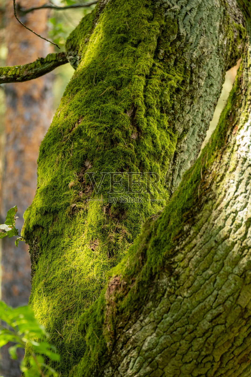 阳光洒落的森林交响曲照片摄影图片