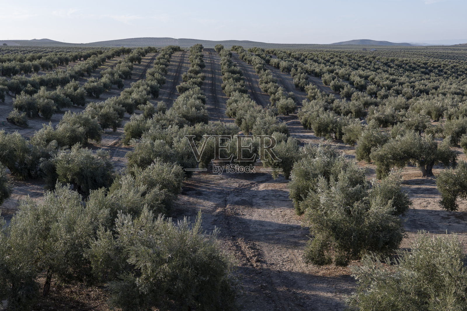 哈恩的橄榄。阳光明媚的日子里的橄榄树林。橄榄油生产。照片摄影图片