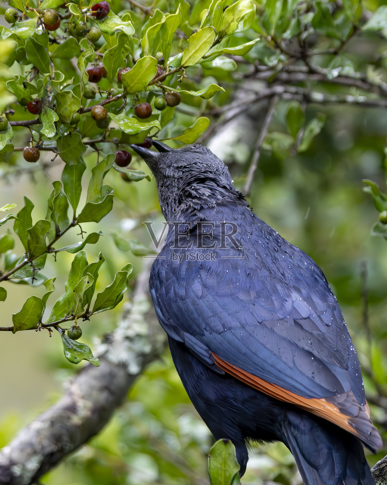 南非野生动物保护区树上的红翅星鸲(Onychognathus morio)。照片摄影图片