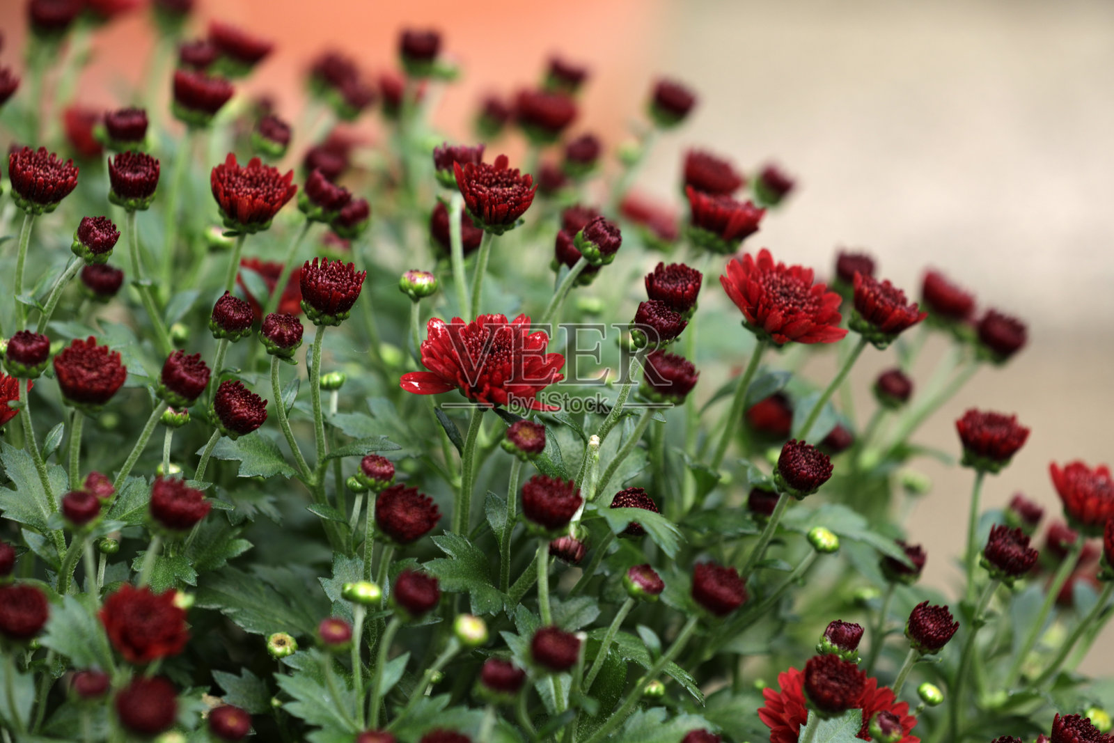 秋天花园中盛开的 chrysanthemums照片摄影图片