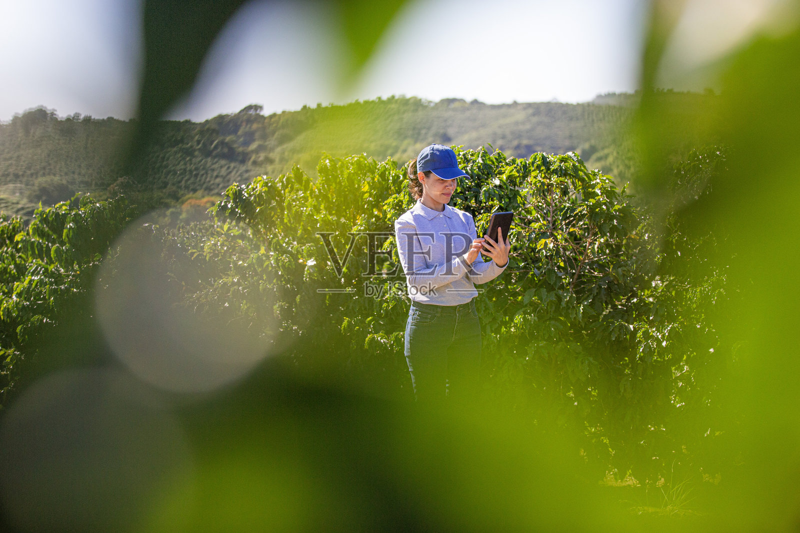 咖啡种植园中的农民照片摄影图片