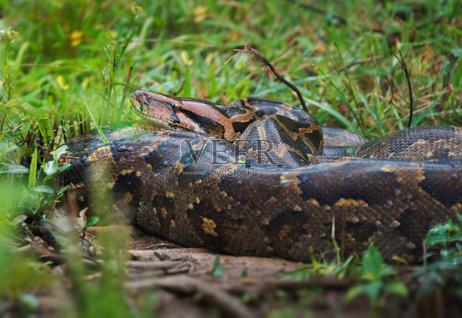 印度蟒(Python molurus)是一种原产于印度次大陆和东南亚的大型蛇,也被称为黑尾蟒、印度岩蟒或亚洲岩蟒,图中是一条在斯里兰卡草地上的大蛇。照片摄影图片
