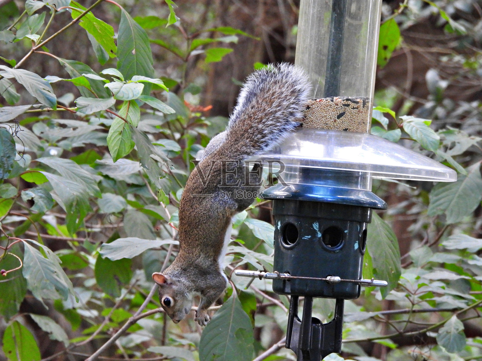 灰松鼠(Sciurus carolinensis)- 悬挂在鸟食器上吃种子照片摄影图片
